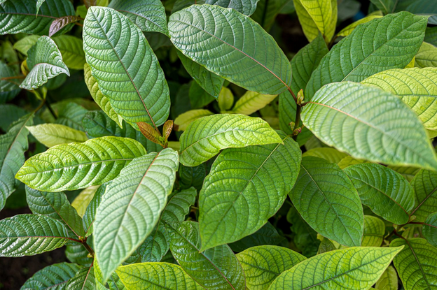 Understanding 7 OH Kratom: Benefits, Risks, and Effects Explained